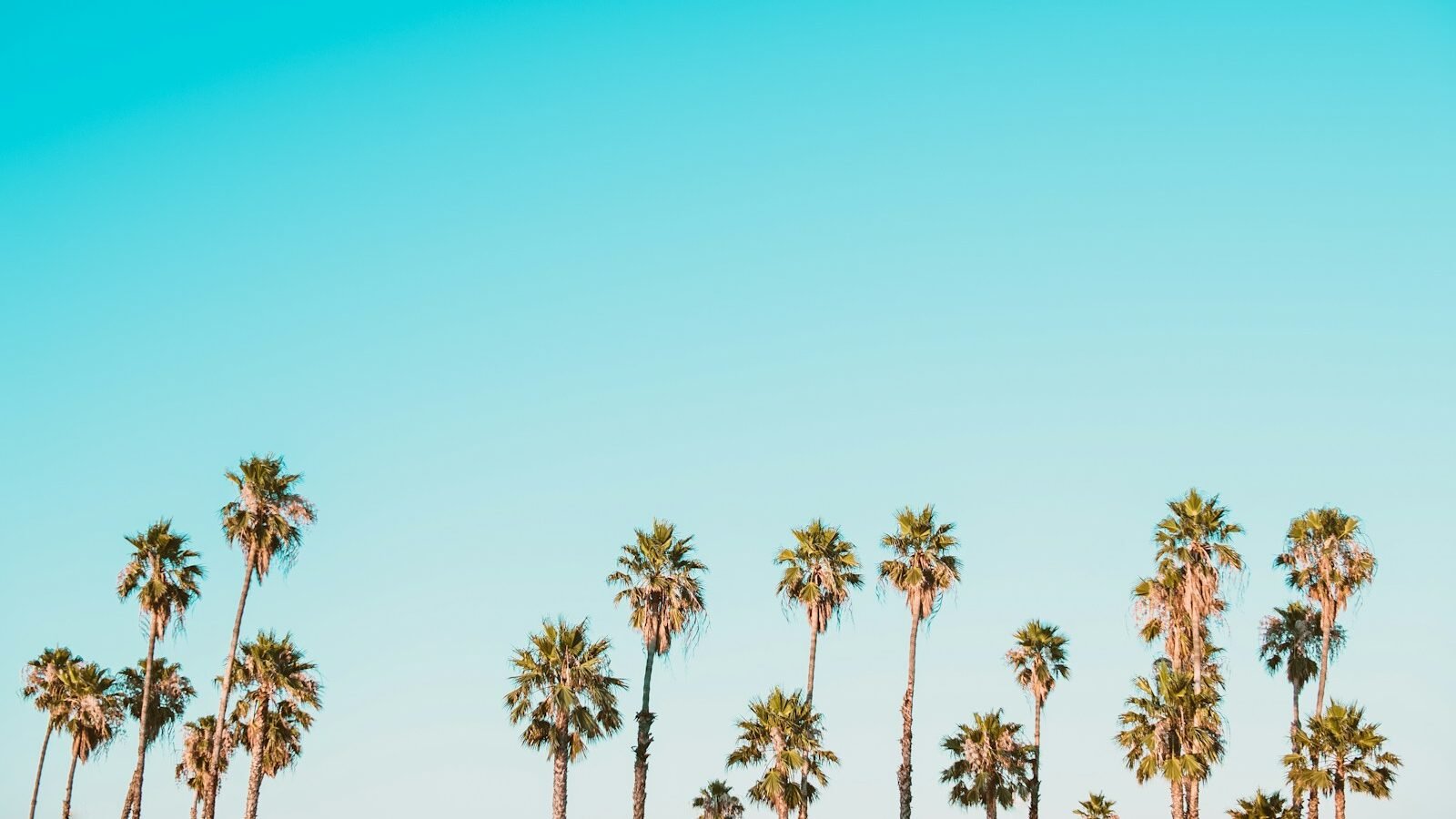 green-and-brown palm trees under clear blue sky