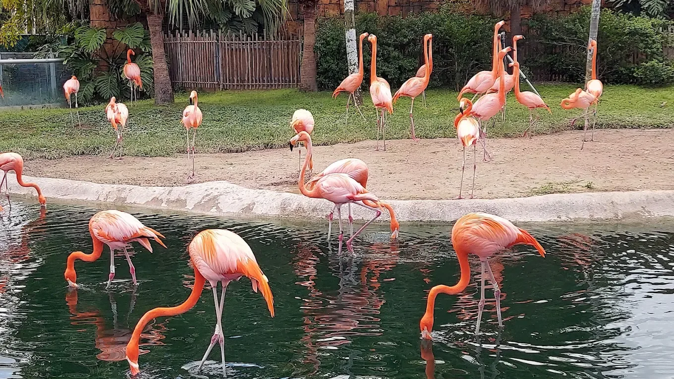 Zoo Miami, inozivikanwawo seMiami-Dade Zoological Park uye Gadheni