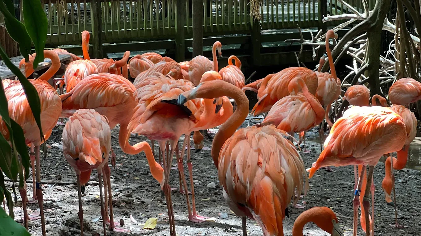 Jungle Island Miami